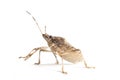 Isolated living brown marmorated stink bug Royalty Free Stock Photo