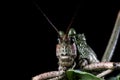 Green Milkweed locust, south africa