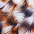 Close-up Macro of Chicken feathers