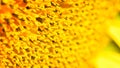 Extreme Close Up Macro of Sunflower Face From Side Royalty Free Stock Photo