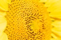 Extreme Close Up Macro of Sunflower Face Royalty Free Stock Photo