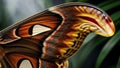 Detailed Macro Shot of Atlas Moth Wing Pattern Royalty Free Stock Photo