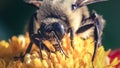 Extreme close up of a male Brown-belted Bumble Bee (Bombus griseocollis) Royalty Free Stock Photo