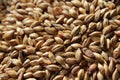 Extreme Close up of Malted Barley Grains Royalty Free Stock Photo