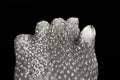 Extreme close up, monochromatic image of an unusual strawberry fruit looking like human hand or foot fingers