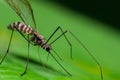 Macro shot of a mosquito on a leaf