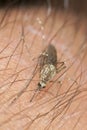 Extreme close-up of mosquito sucking blood.