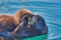 Mother sea otter kissing her baby.