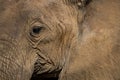 Extreme close up of mud crusted elephant face Royalty Free Stock Photo