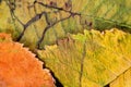 A closeup of the veins on autumn leaves