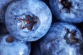 Extreme close up picture of ripe and fresh blueberries. Royalty Free Stock Photo