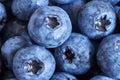 Extreme close up picture of ripe and fresh blueberries. Royalty Free Stock Photo