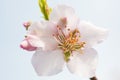 Extreme close-up of pink almond blossoms against blue sky