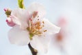 Extreme close-up of pink almond blossoms against blue sky