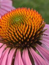 Extreme close-up of pink and orange coneflower