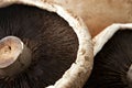 Extreme Close Up of Portobello Mushroom