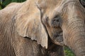 Extreme close up portrait of African elephant Royalty Free Stock Photo