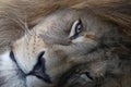 Extreme close up portrait of African lion Royalty Free Stock Photo