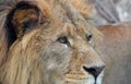 Extreme close up portrait of African lion Royalty Free Stock Photo