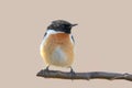 Extreme close up portrait of an European stonechat