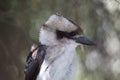 Extreme close-up portrait of laughing Kookaburra Dacelo novaeguineae in tree Western Australia