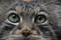 Extreme close up portrait of manul cat Royalty Free Stock Photo