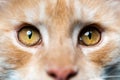 Extreme close-up portrait of red tabby American Coon Cat looking at camera