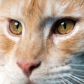 Extreme close-up portrait of red tabby Maine Coon Cat looking at camera