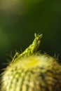 Extreme close up Praying Mantis or Mantis Religiosa, nature back Royalty Free Stock Photo