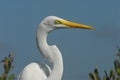 BIRDS- Florida- Extreme Close Up Head Shot of a Wild Great White Egret Royalty Free Stock Photo