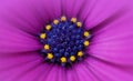 Extreme close-up of a purple and blue osteospermum ecklonis flower full frame