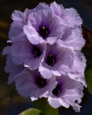 Extreme close-up on Purple flowers of Water hyacinth. Royalty Free Stock Photo