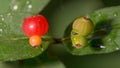 Extreme close up of rain watered red ripe berries next to green unripened berries from a bush with - great macro detail and great