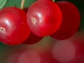 Extreme close up of red berries from a bush with pretty blurry bokeh of more berries in background - great macro detail