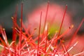 Extreme close-up of a red flower buds with very thin filaments.