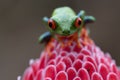 Extreme close up of red and green tree frog on pink flower