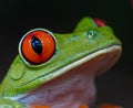 Extreme close up of red and green tree frog in right profile.CR2 Royalty Free Stock Photo