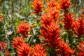 Extreme Close Up of Red Indian Paintbrush Wildflowers Royalty Free Stock Photo