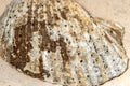 Extreme close-up of sea shell with selecitve focus Royalty Free Stock Photo