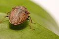 Extreme close up Shield Bug Or Stink Bug brown on plant Royalty Free Stock Photo