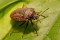 Extreme close up Shield Bug Or Stink Bug brown on plant Royalty Free Stock Photo