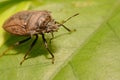 Extreme close up Shield Bug Or Stink Bug brown on plant Royalty Free Stock Photo