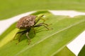 Extreme close up Shield Bug Or Stink Bug brown on plant Royalty Free Stock Photo