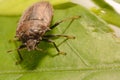 Extreme close up Shield Bug Or Stink Bug brown on plant Royalty Free Stock Photo