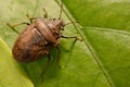 Extreme close up Shield Bug Or Stink Bug brown on plant Royalty Free Stock Photo