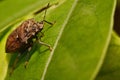 Extreme close up Shield Bug Or Stink Bug brown on plant Royalty Free Stock Photo