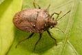 Extreme close up Shield Bug Or Stink Bug brown on plant Royalty Free Stock Photo