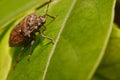 Extreme close up Shield Bug Or Stink Bug brown on plant Royalty Free Stock Photo