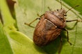 Extreme close up Shield Bug Or Stink Bug brown on plant Royalty Free Stock Photo