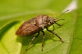Extreme close up Shield Bug Or Stink Bug brown on plant Royalty Free Stock Photo